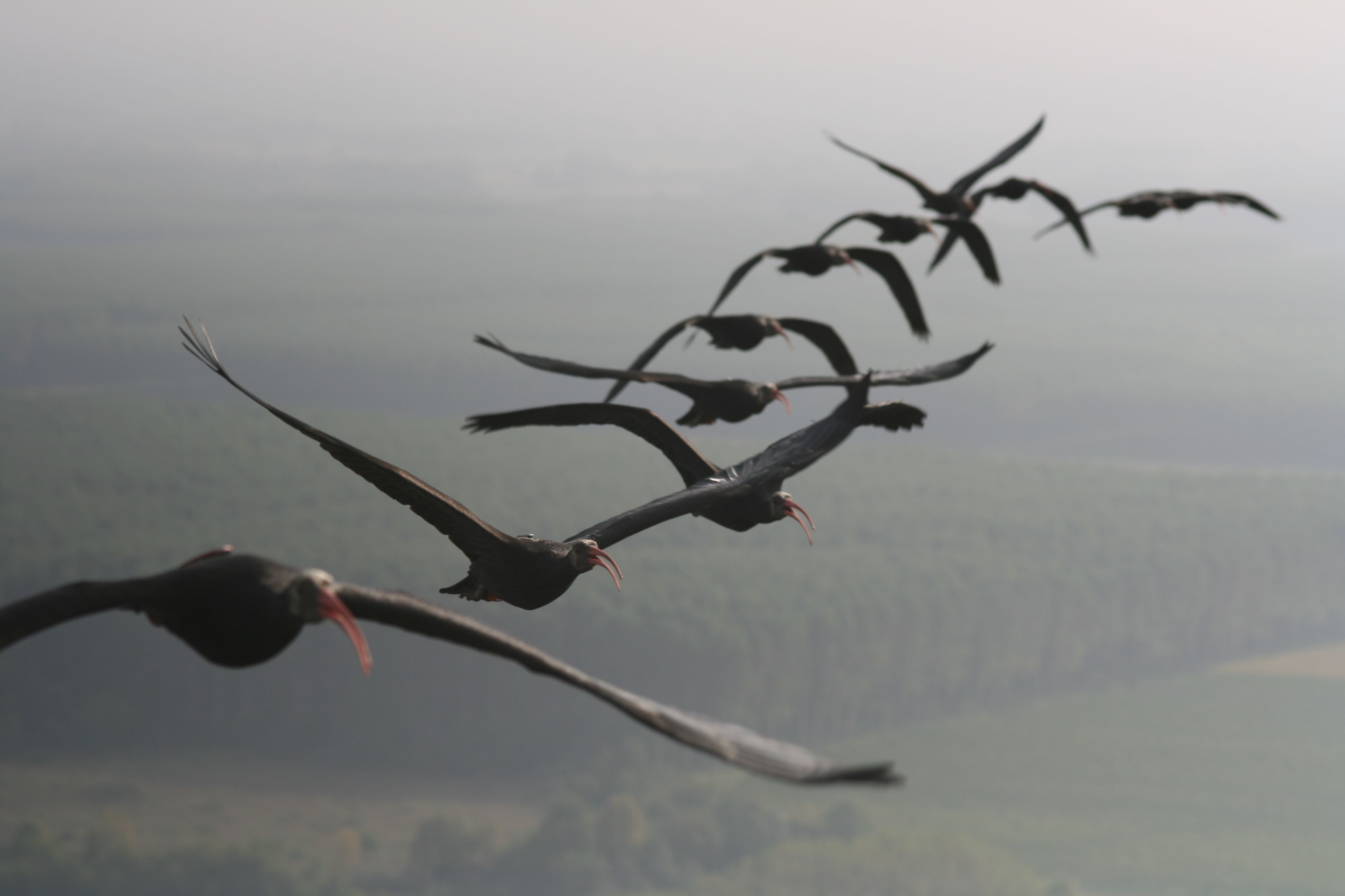 Waldrappe in energiesparendem V-Flug Waldrappe in energiesparendem V-Flug